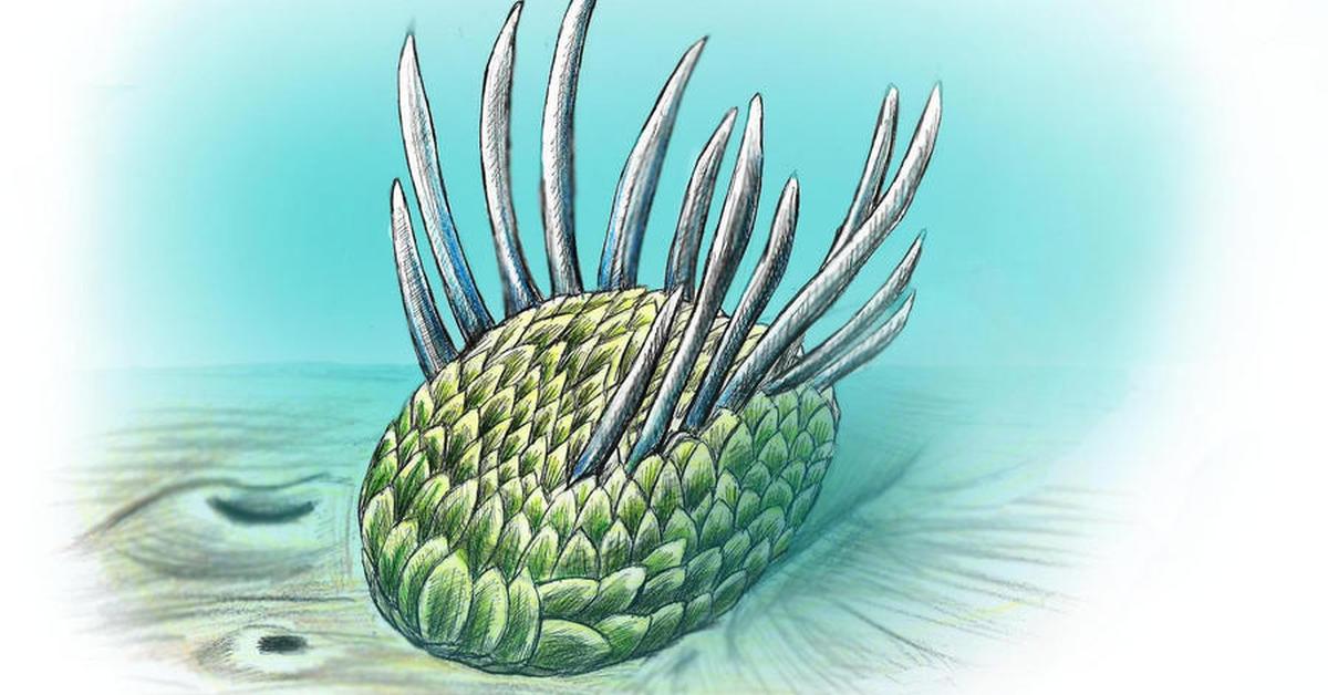 Distinctive Wiwaxia, in Indonesia known as Wiwaxia, captured in this image.