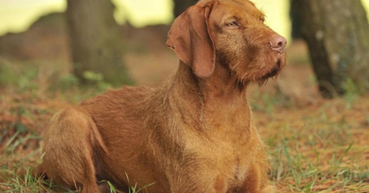 Snapshot of the intriguing Wirehaired Vizsla, scientifically named Canis lupus.