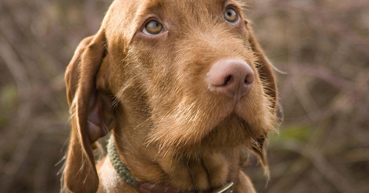 Elegant portrayal of the Wirehaired Vizsla, also known as Canis lupus.