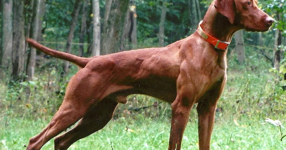 The Wirehaired Vizsla in its natural beauty, locally called Vizsla Rambut Kawat.