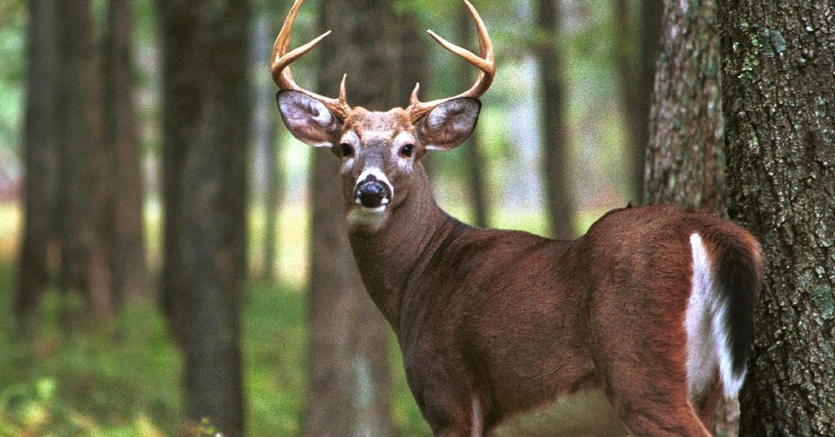 Elegant Whitetail Deer in its natural habitat, called Rusa Ekor Putih in Indonesia.