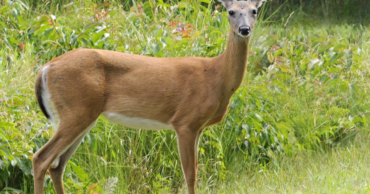 Engaging shot of the Whitetail Deer, recognized in Indonesia as Rusa Ekor Putih.