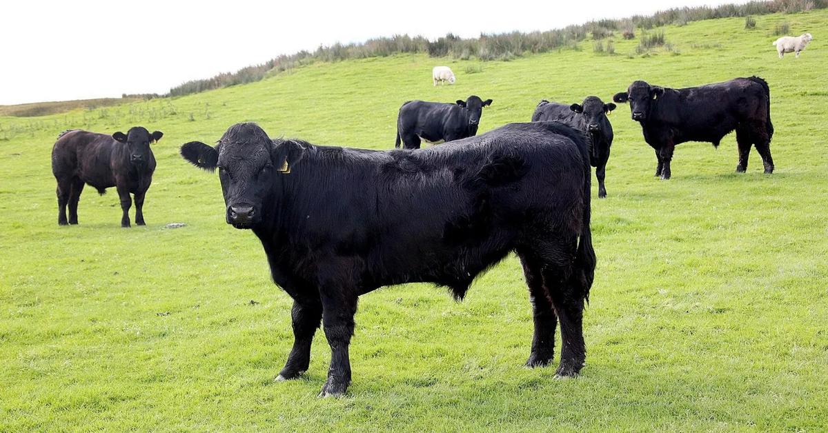 Glimpse of the Welsh Black Cattle, known in the scientific community as Bos taurus taurus.