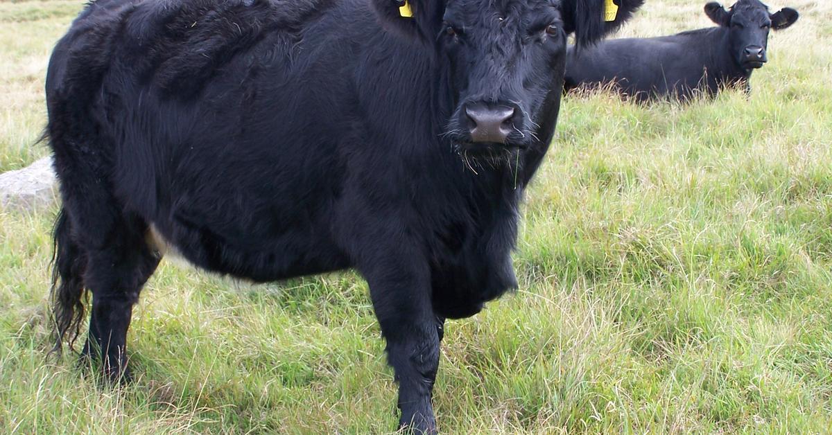 A beautiful representation of the Welsh Black Cattle, scientifically Bos taurus taurus.