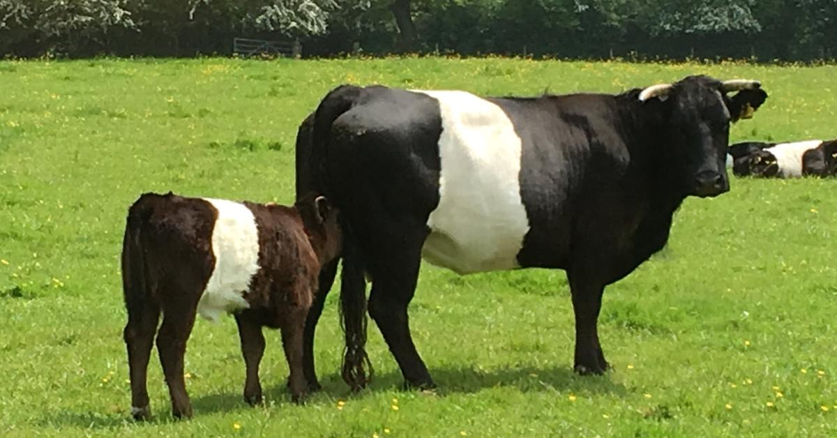 Distinctive Welsh Black Cattle, in Indonesia known as Sapi Hitam Wales, captured in this image.