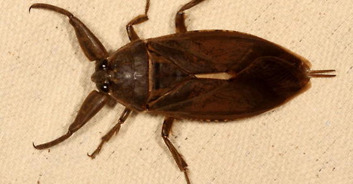 Elegant portrayal of the Water Bug, also known as Belostomatidae.