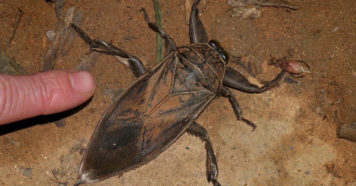 The alluring Water Bug, commonly referred to as Kutu Air in Bahasa Indonesia.