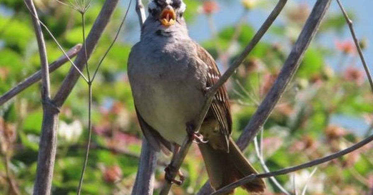 Captivating presence of the White-Crowned Sparrow, a species called Zonotrichia leucophrys.