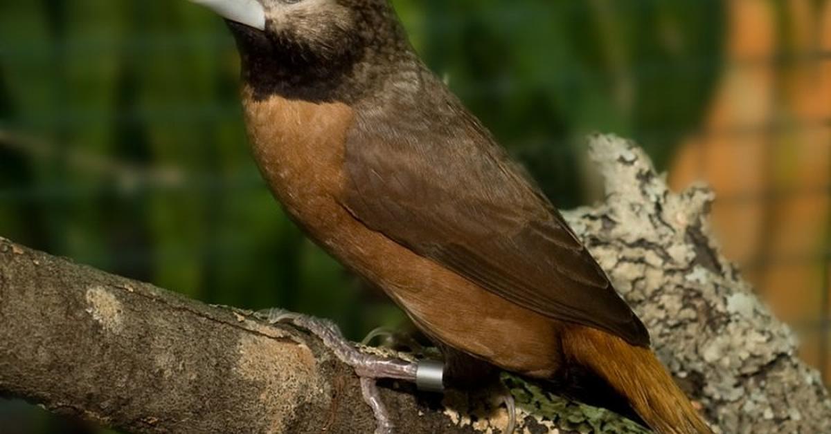 Dynamic image of the White-Crowned Sparrow, popularly known in Indonesia as Burung Pipit Mahkota Putih.