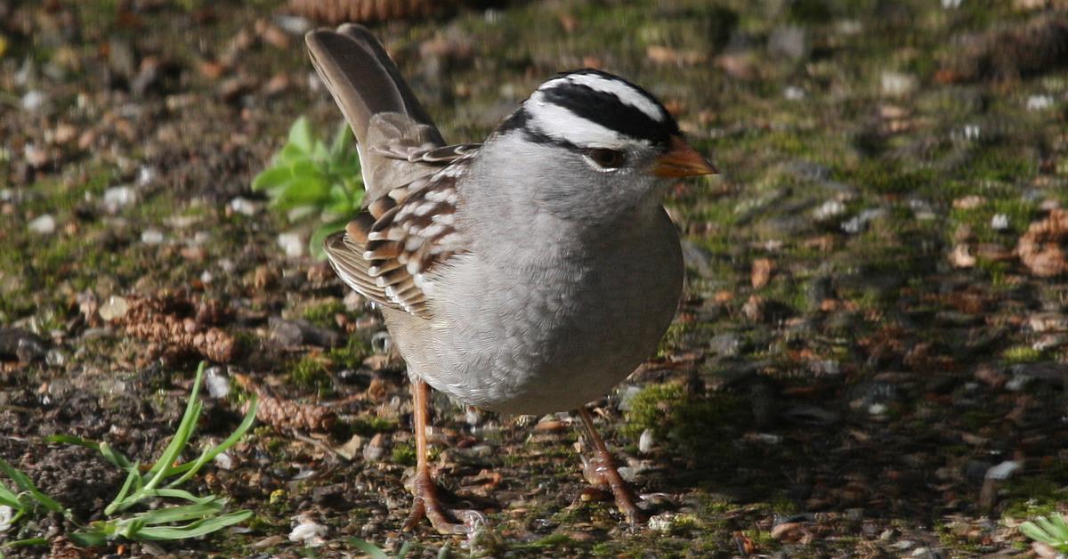 Enchanting White-Crowned Sparrow, a species scientifically known as Zonotrichia leucophrys.