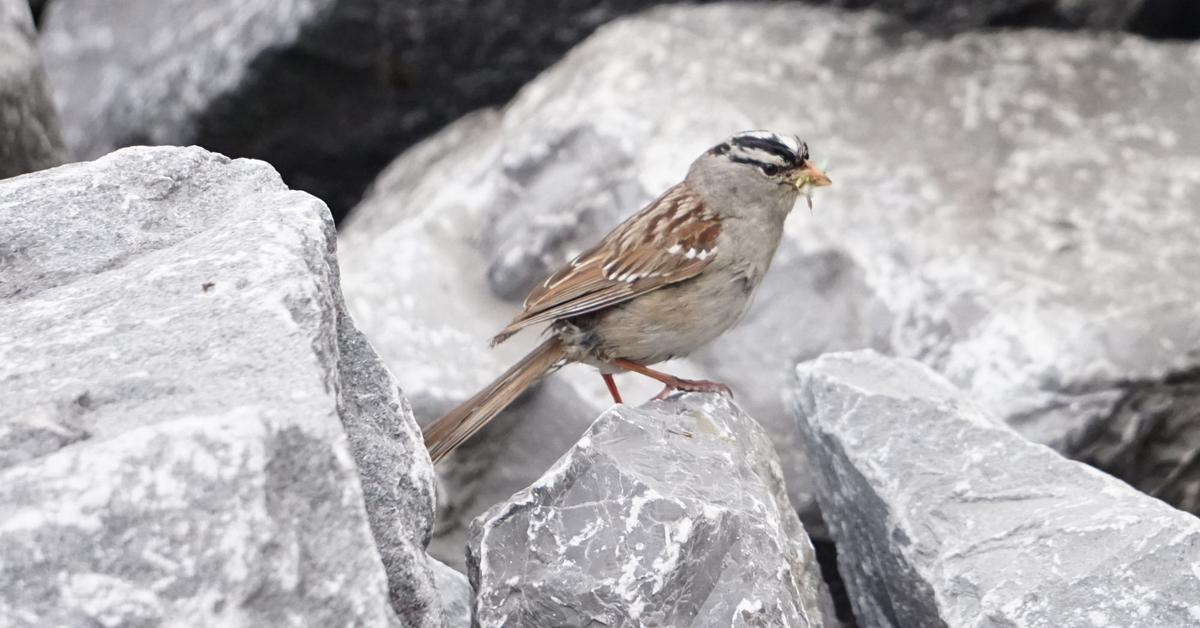 Vivid image of the White-Crowned Sparrow, or Burung Pipit Mahkota Putih in Indonesian context.