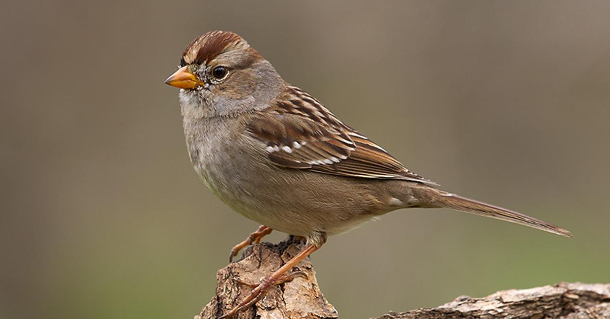 Insightful look at the White-Crowned Sparrow, known to Indonesians as Burung Pipit Mahkota Putih.