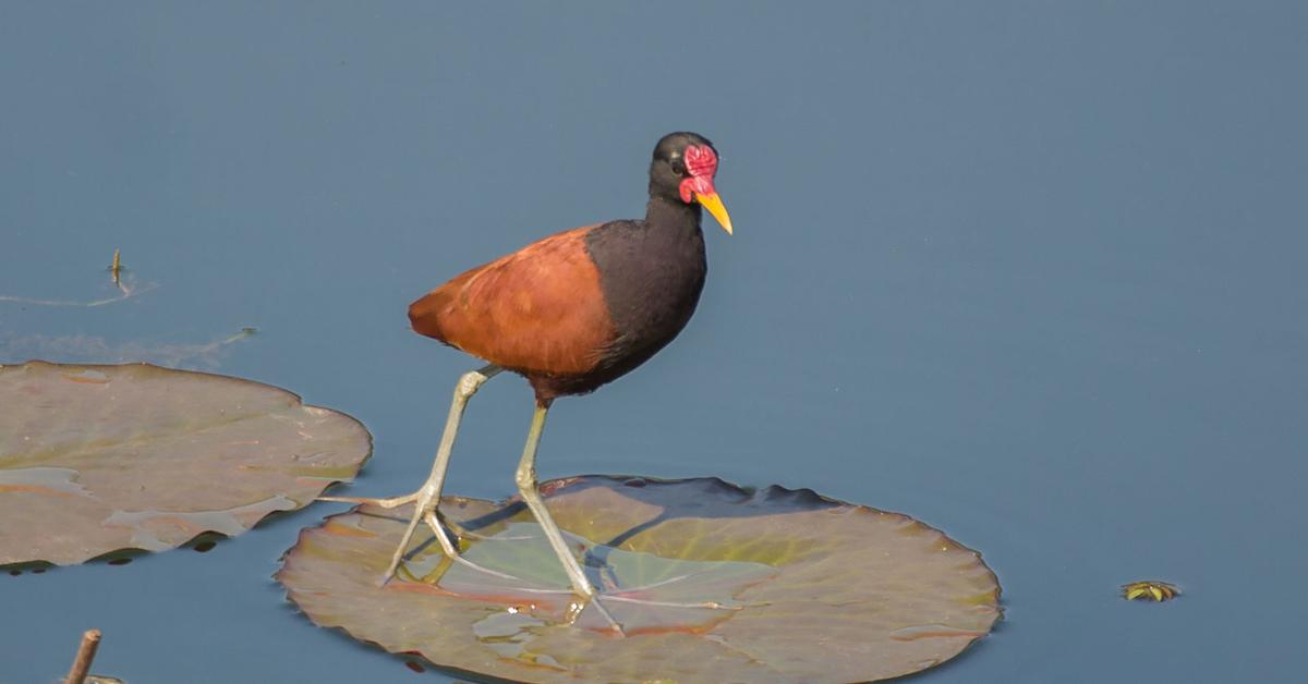 Photogenic Wattled Jacana, scientifically referred to as Jacana Jacana.