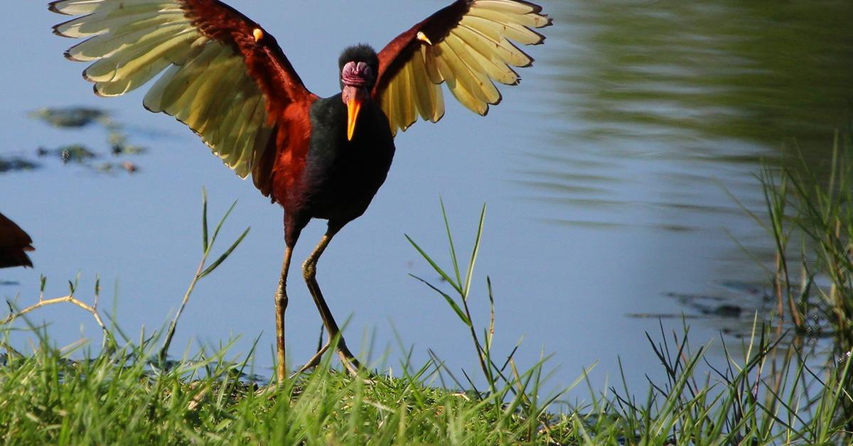 Captured beauty of the Wattled Jacana, or Jacana Jacana in the scientific world.