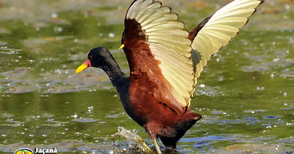 Visual representation of the Wattled Jacana, recognized in Indonesia as Burung Pergam.