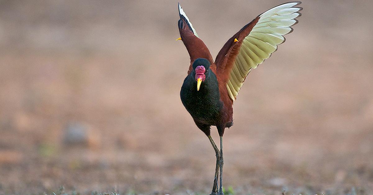 Enchanting Wattled Jacana, a species scientifically known as Jacana Jacana.