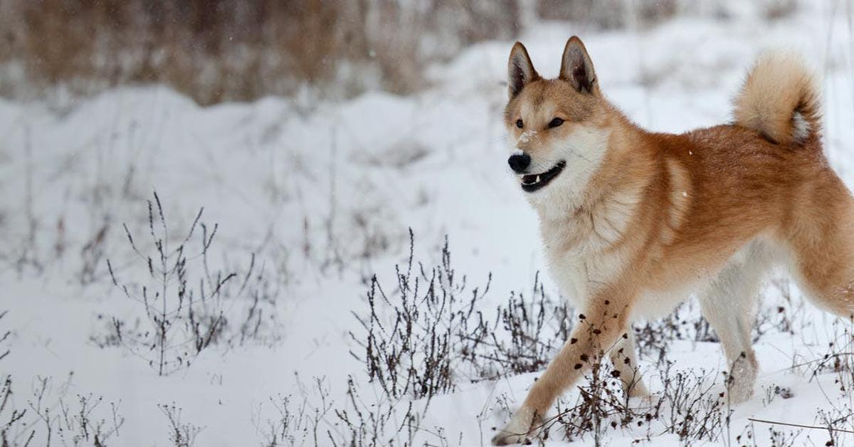 Photographic depiction of the unique West Siberian Laika, locally called Laika Siberia Barat.