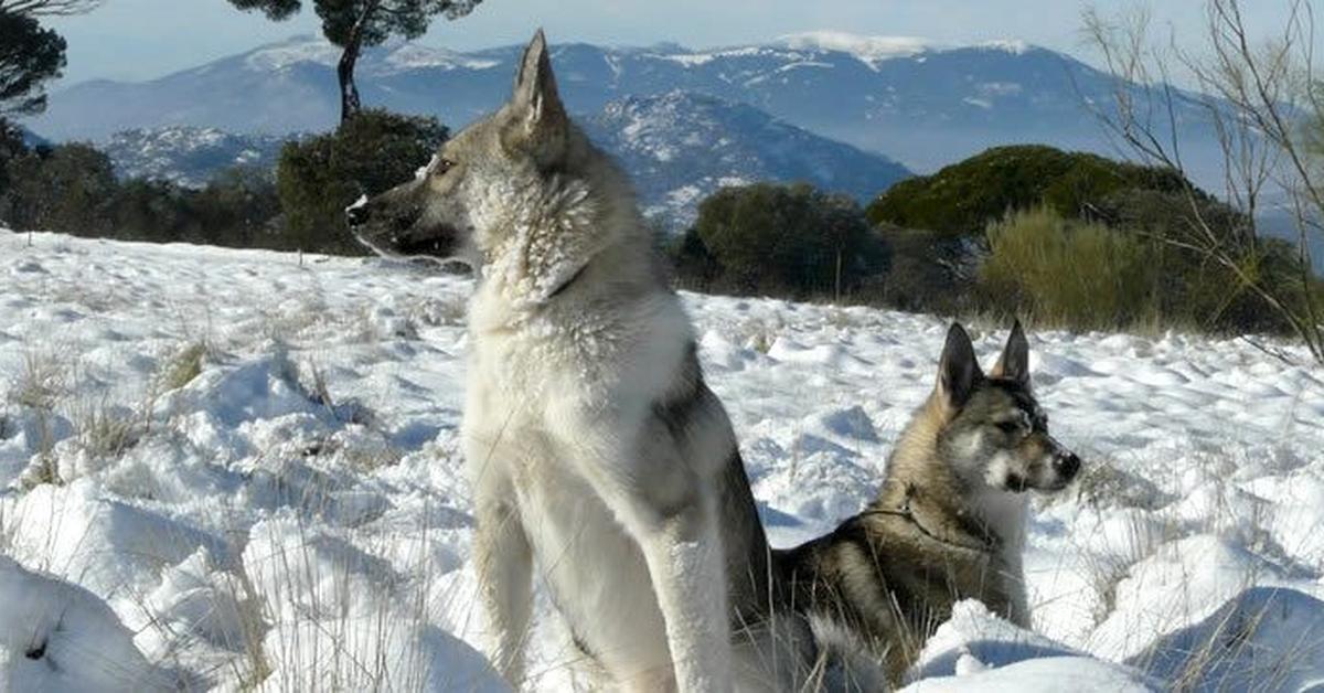 The majestic West Siberian Laika, also called Laika Siberia Barat in Indonesia, in its glory.