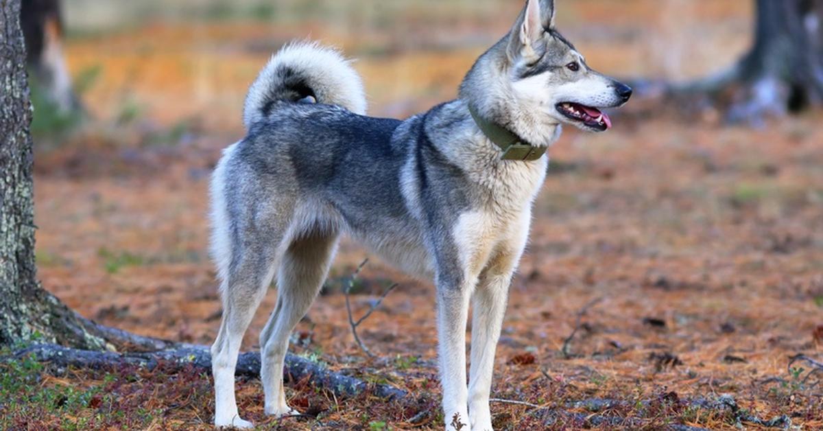 The West Siberian Laika, a beautiful species also known as Laika Siberia Barat in Bahasa Indonesia.