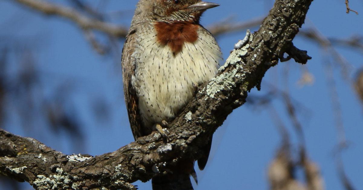 Unique portrayal of the Wryneck, also called Burung Kutilang in Bahasa Indonesia.