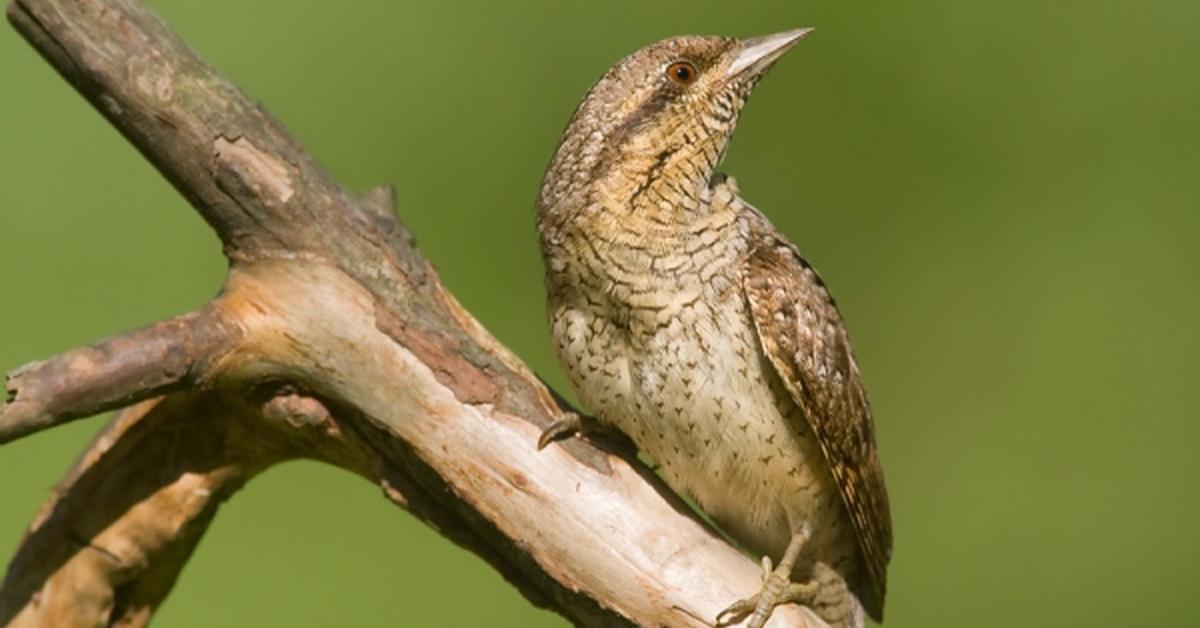 Captivating presence of the Wryneck, a species called Jynx torquilla and Jynx ruficollis.