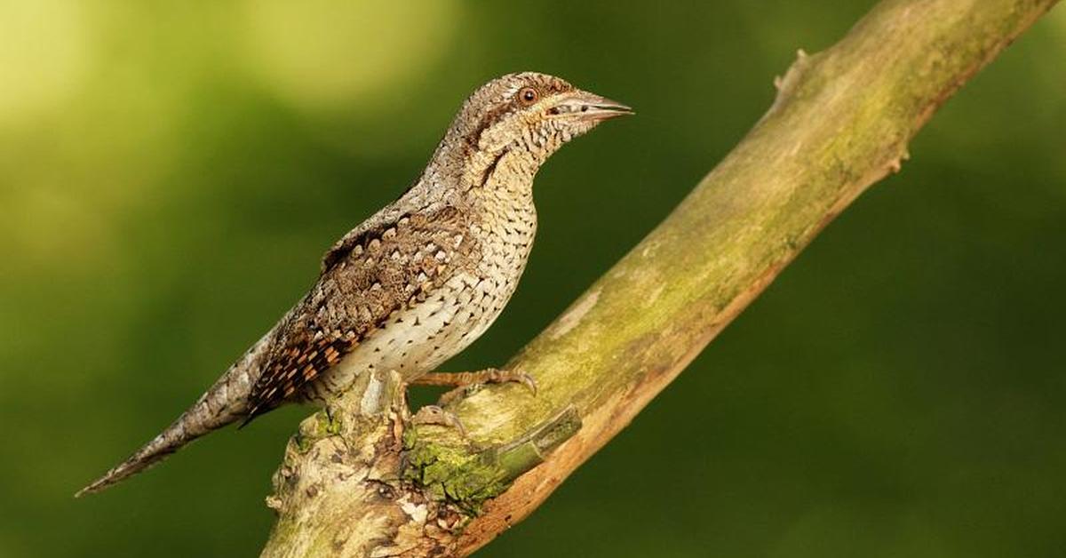 Exquisite image of Wryneck, in Indonesia known as Burung Kutilang.