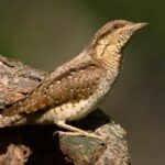 Close-up view of the Wryneck, known as Burung Kutilang in Indonesian.