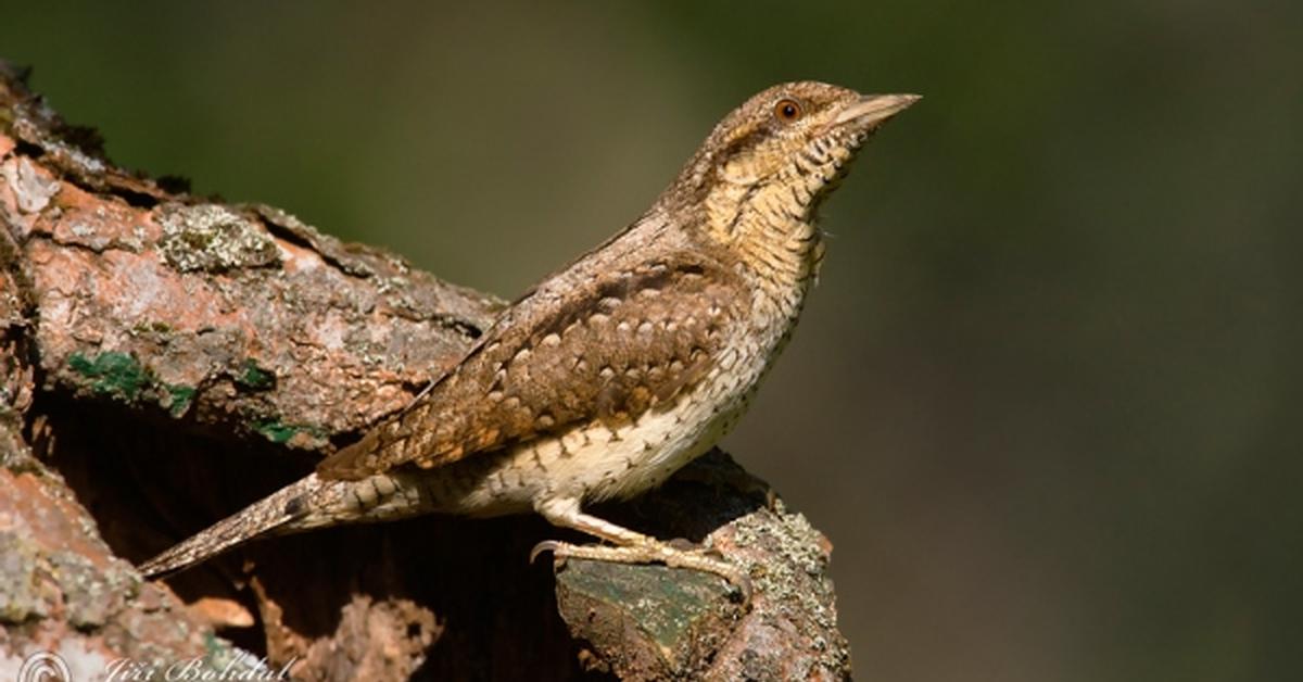 Close-up view of the Wryneck, known as Burung Kutilang in Indonesian.