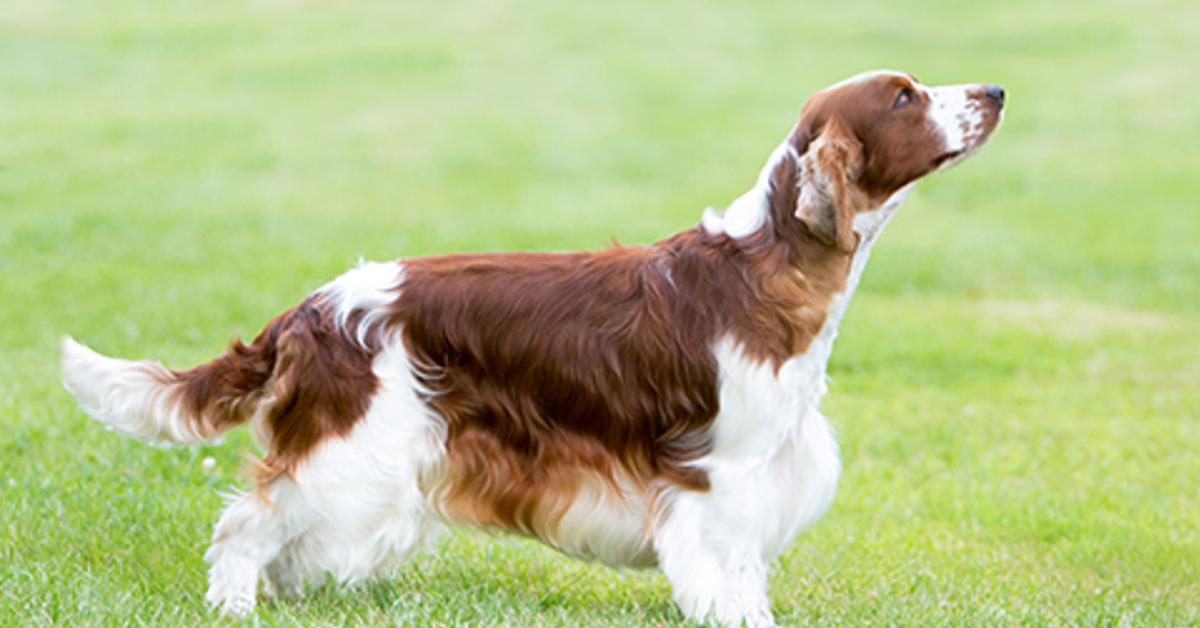 Engaging shot of the Welsh Springer Spaniel, recognized in Indonesia as Anjing Welsh Springer Spaniel.