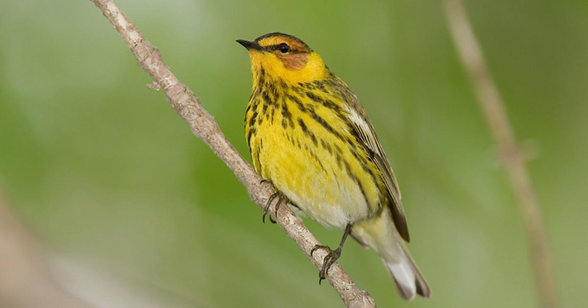 The elegant Warbler (Parulidae), a marvel of nature.