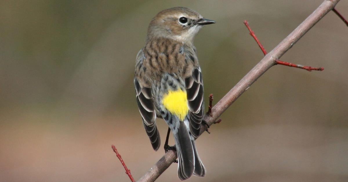 Close-up view of the Warbler, known as Burung Kicauan in Indonesian.