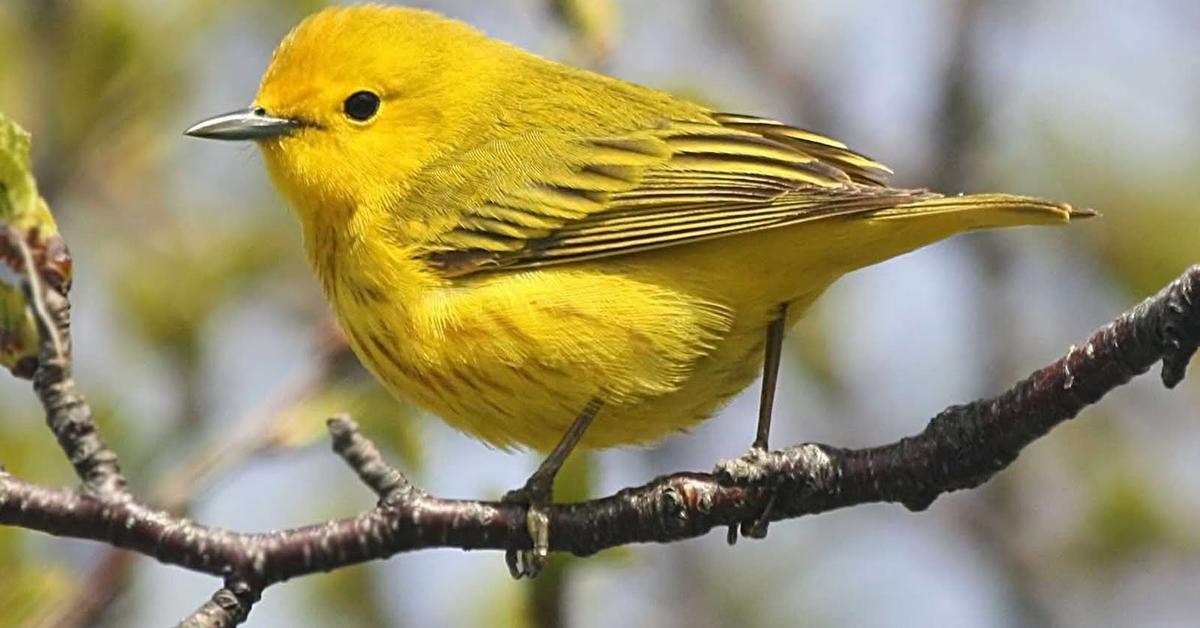 Captivating view of the Warbler, known in Bahasa Indonesia as Burung Kicauan.