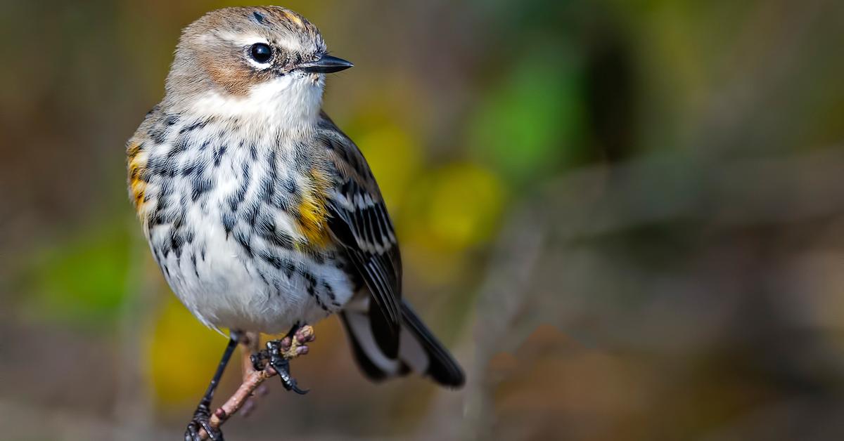 Vibrant snapshot of the Warbler, commonly referred to as Burung Kicauan in Indonesia.