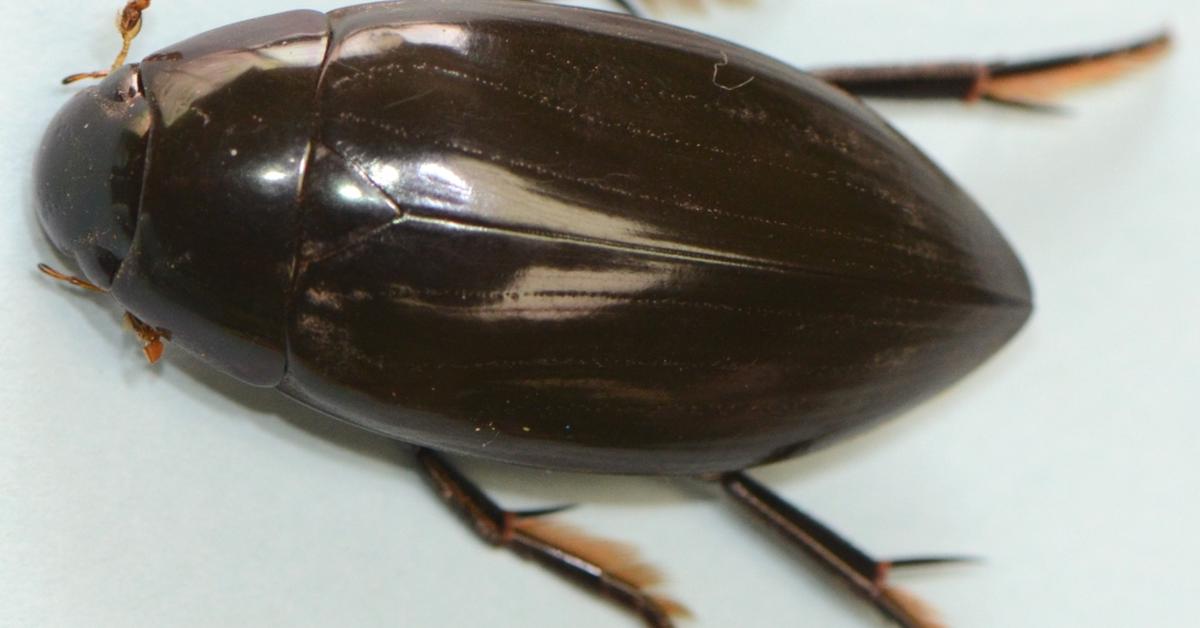 Portrait of a Water Beetle, a creature known scientifically as Coleoptera hydrophilidae.