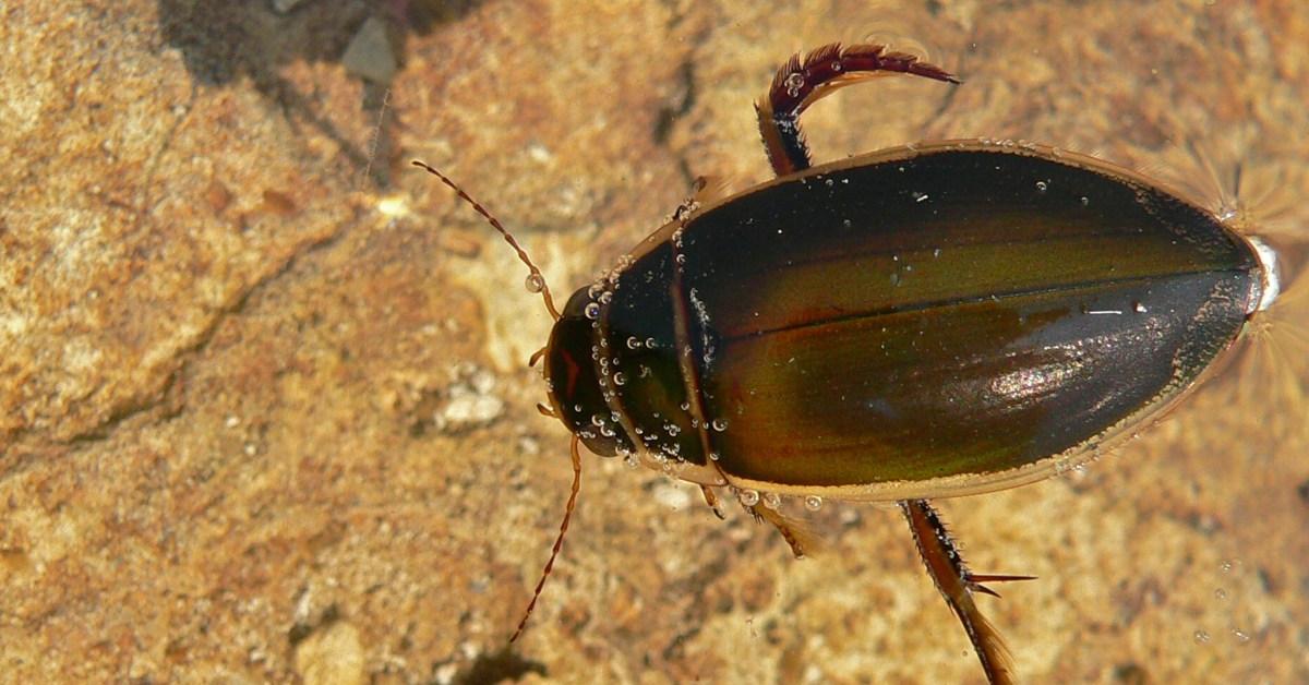 Close-up view of the Water Beetle, known as Kumbang Air in Indonesian.