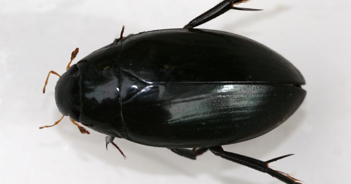 Close encounter with the Water Beetle, scientifically called Coleoptera hydrophilidae.