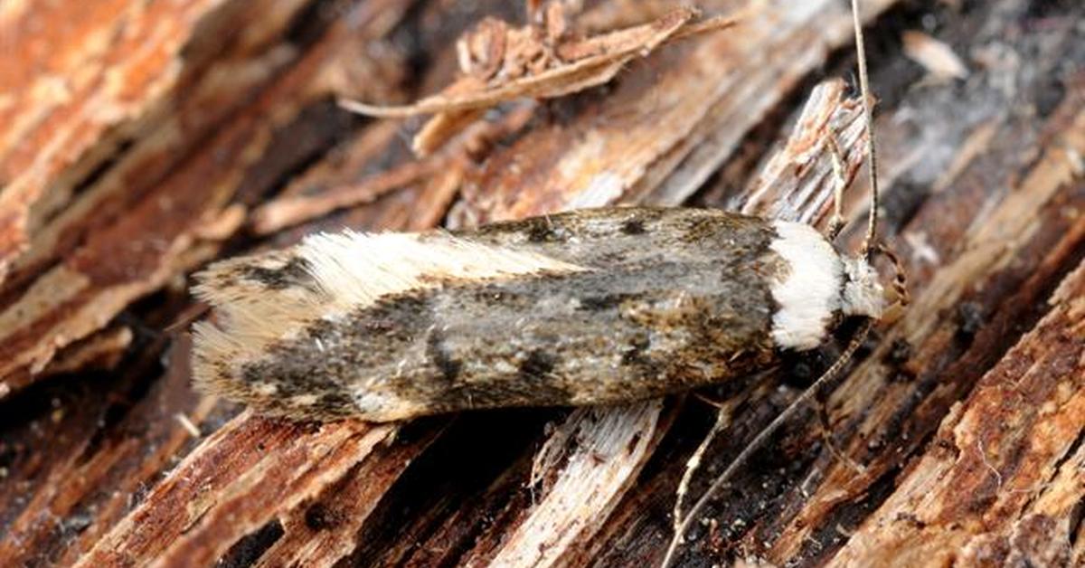 Captivating presence of the White-Shouldered House Moth, a species called Endrosis sarcitrella.