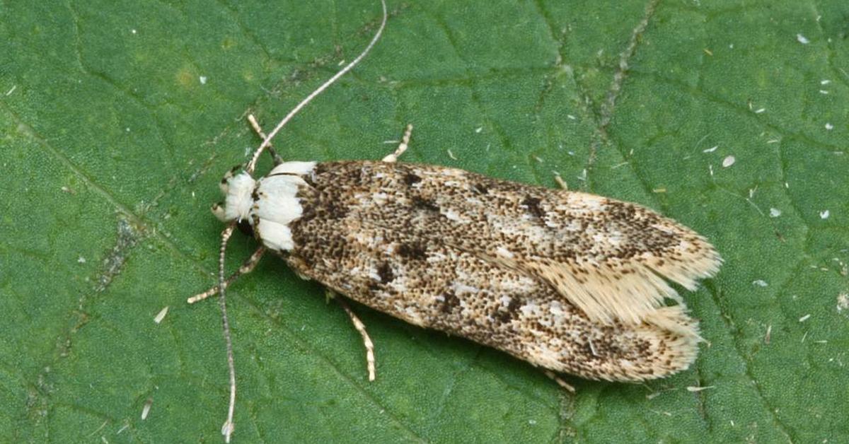 Enchanting White-Shouldered House Moth, a species scientifically known as Endrosis sarcitrella.