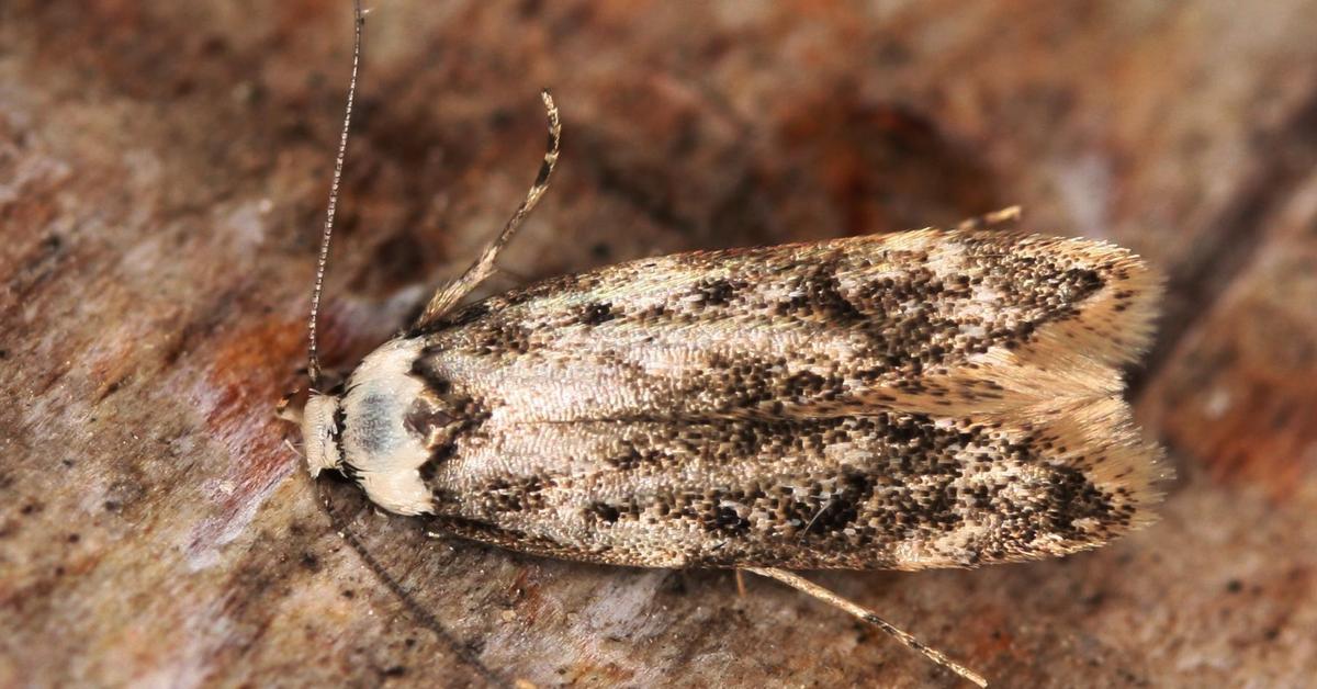 Splendid image of the White-Shouldered House Moth, with the scientific name Endrosis sarcitrella.