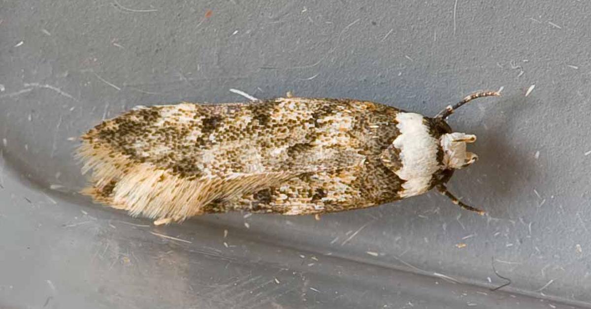 Elegant White-Shouldered House Moth in its natural habitat, called Kumbang Rumah Berbahu Putih in Indonesia.