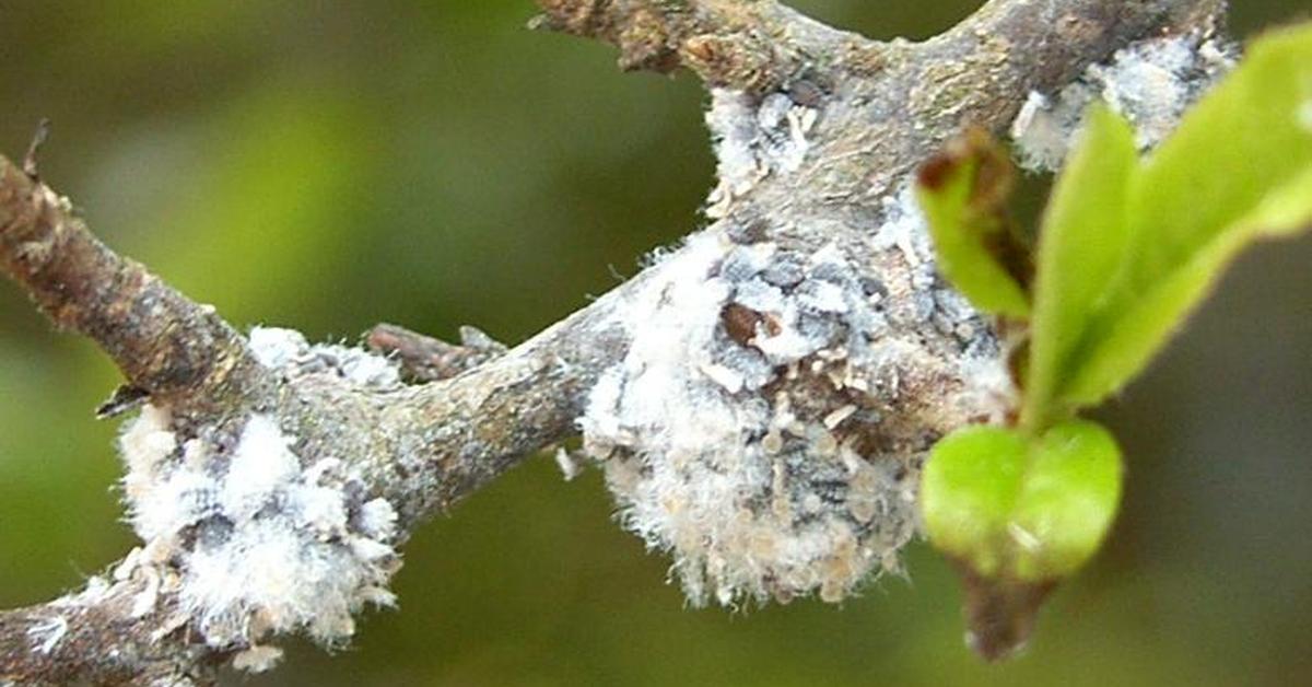 Striking appearance of the Woolly Aphids, known in scientific circles as Eriosoma lanigerum.