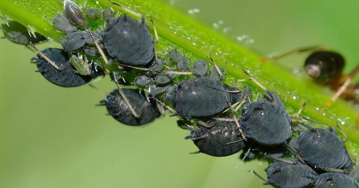 Close encounter with the Woolly Aphids, scientifically called Eriosoma lanigerum.