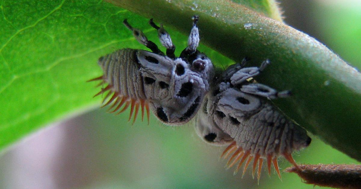 Visual of Woolly Aphids, or Kutu Daun Berbulu in Indonesian, showcasing its beauty.