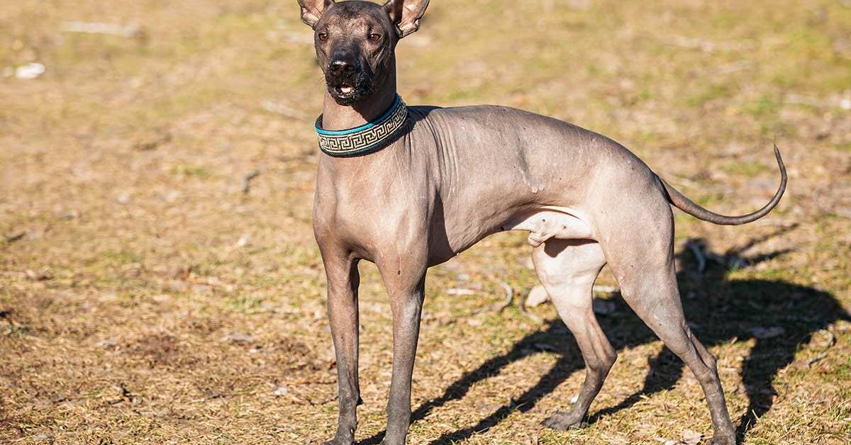 The fascinating Xoloitzcuintli, scientifically known as Canis lupus.