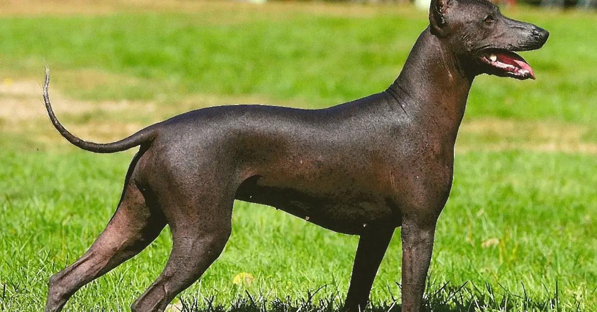 Captured moment of the Xoloitzcuintli, in Indonesia known as Anjing Xoloitzcuintli.