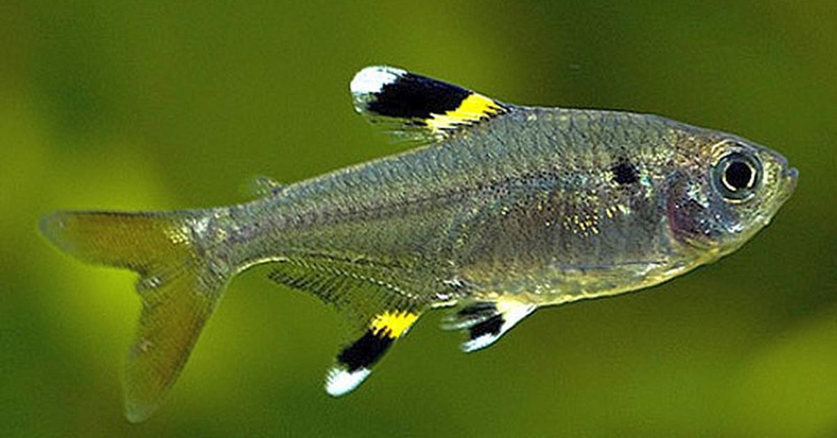 Photogenic X-Ray Tetra, scientifically referred to as Pristella maxillaris.