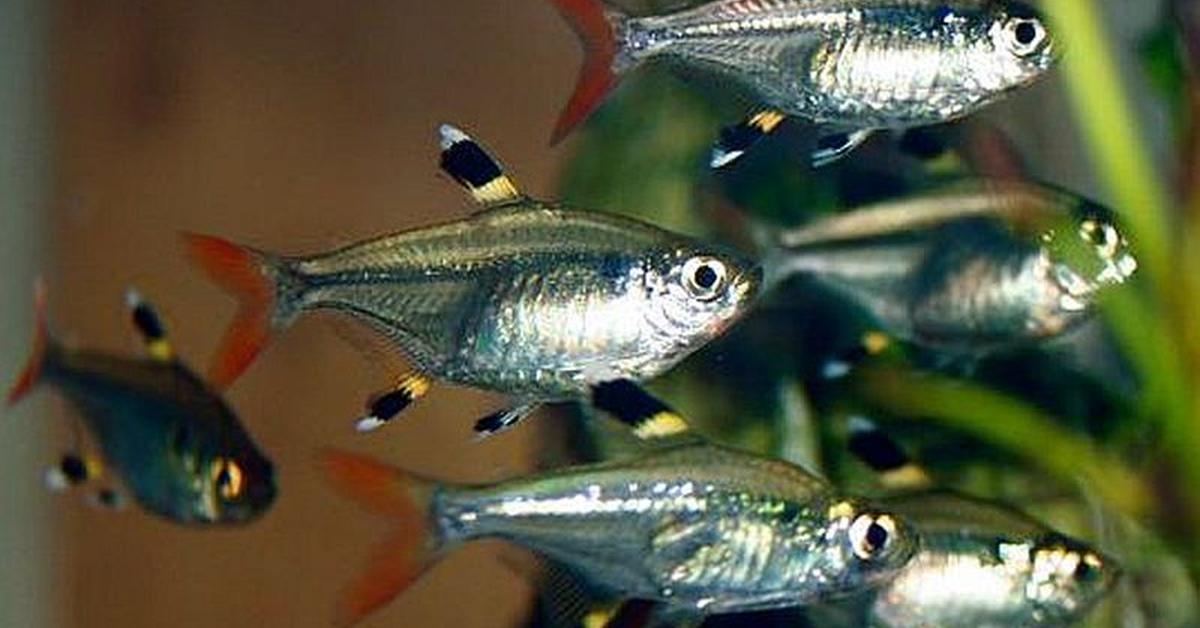 Detailed shot of the X-Ray Tetra, or Pristella maxillaris, in its natural setting.