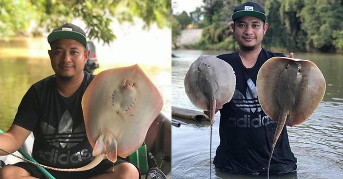 Visual of Xingu River Ray, or Pari Sungai Xingu in Indonesian, showcasing its beauty.