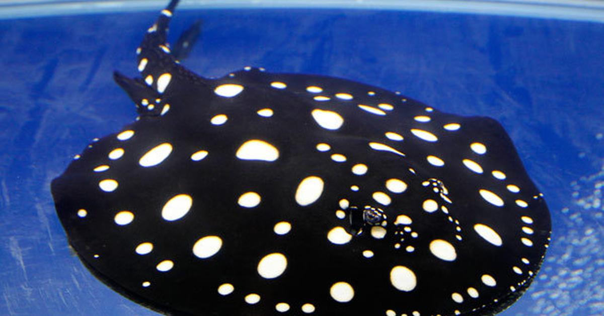 Glimpse of the Xingu River Ray, known in the scientific community as Potamotrygon leopoldi.