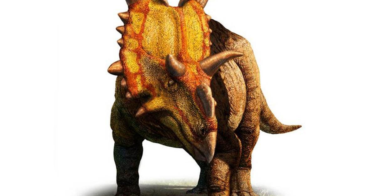 The elegant Xenoceratops (Xenoceratops foremostensis), a marvel of nature.